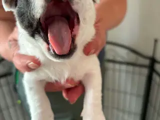 Dansk svenskgårdhund/ shitzu hvalpe