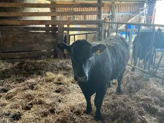 Angus tyr weekend tilbud 15500 solgt
