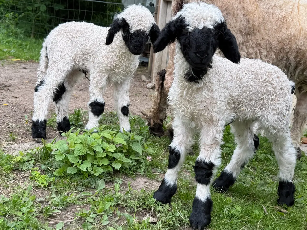 Billede 1 - 2 gimmer lam Valais Blacknose