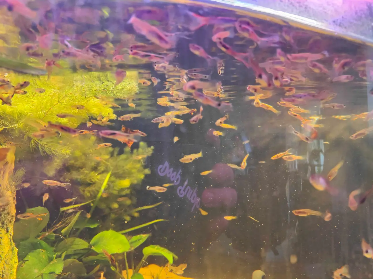 Billede 2 - Guppy