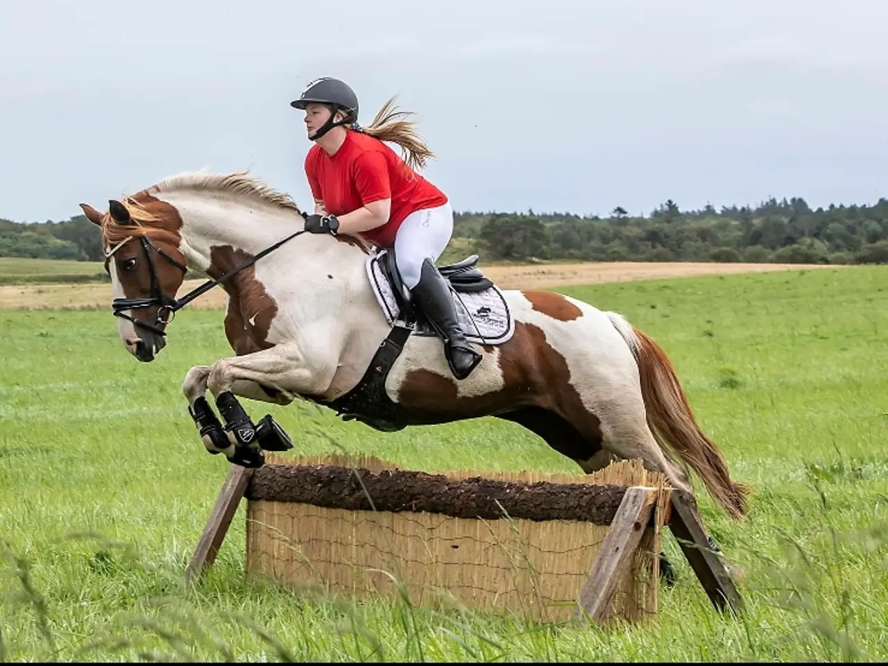 Billede 1 - Perfekt junior hest/ luksus kone hest ❤️ - Mor og