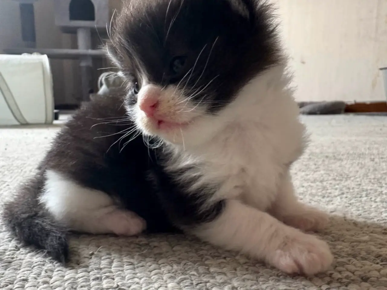 Billede 13 - 🖤Nuttet Maine Coon/Ragdoll hankilling🖤