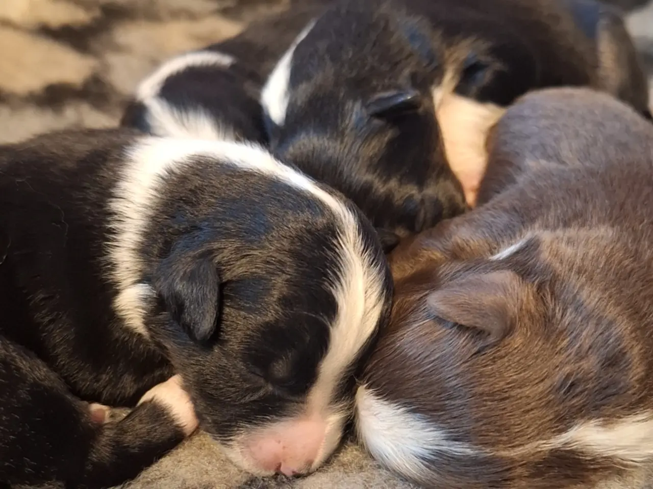 Billede 4 - Miniature American Shepherd hvalpe