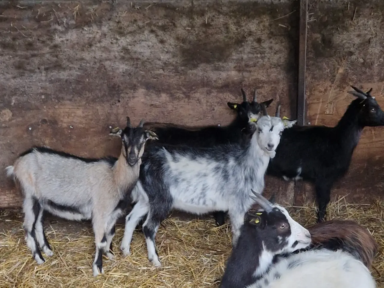 Billede 4 - Landrace geder