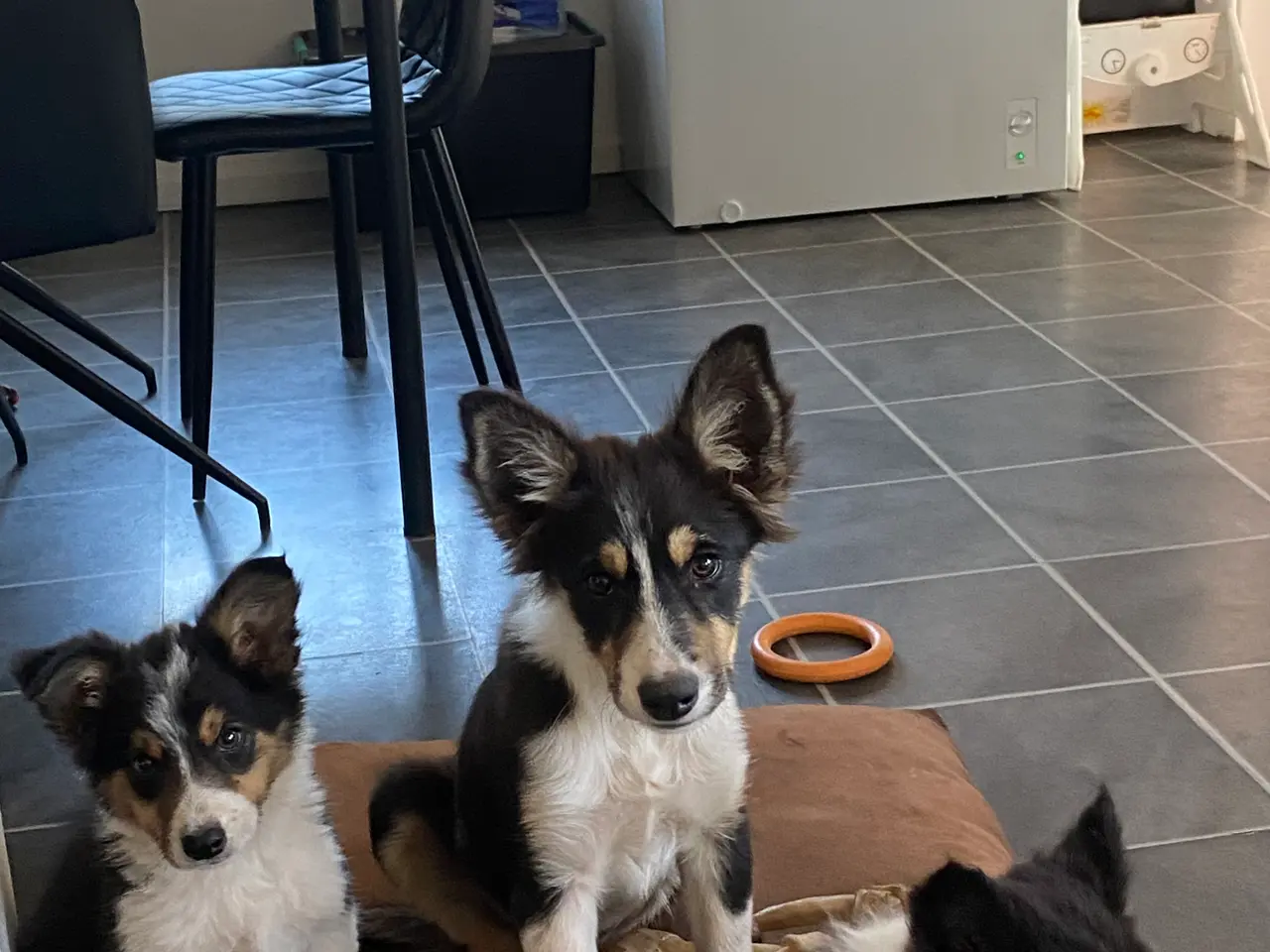 Billede 16 - Border Collie
