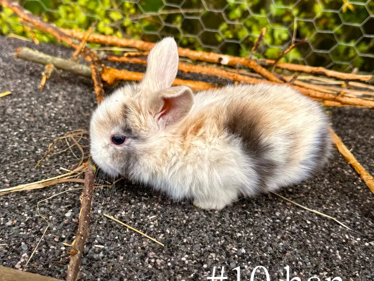 Billede 11 - Mini Lop kaninunger