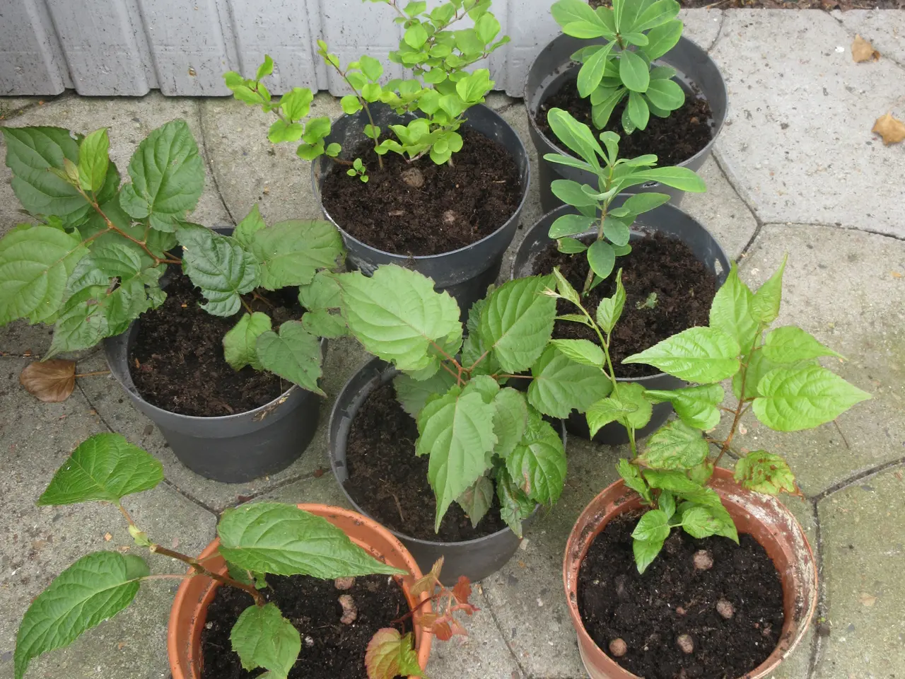 Billede 2 - Billige planter til haven ;-)