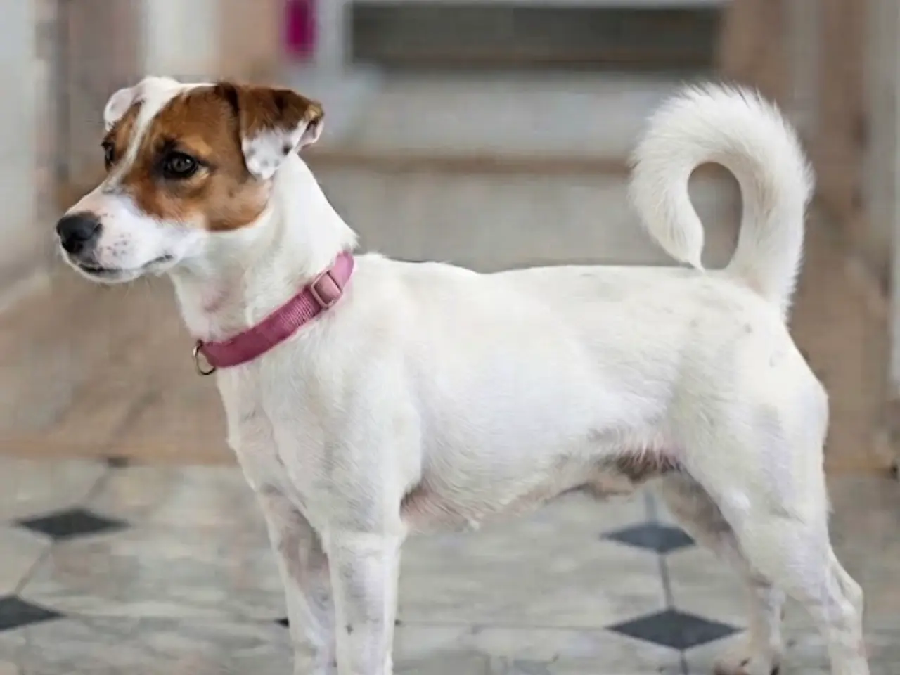 Billede 6 - Jacktese hvalpe ( Jack Russel+ Maltiser/Bichon)