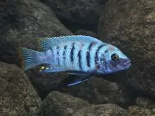 Maylandia Zebra - Chiwi Rocks