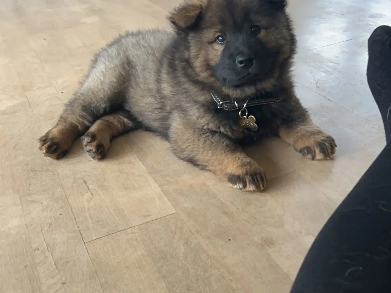 Billede 6 - Eurasier Hunde avl/parring