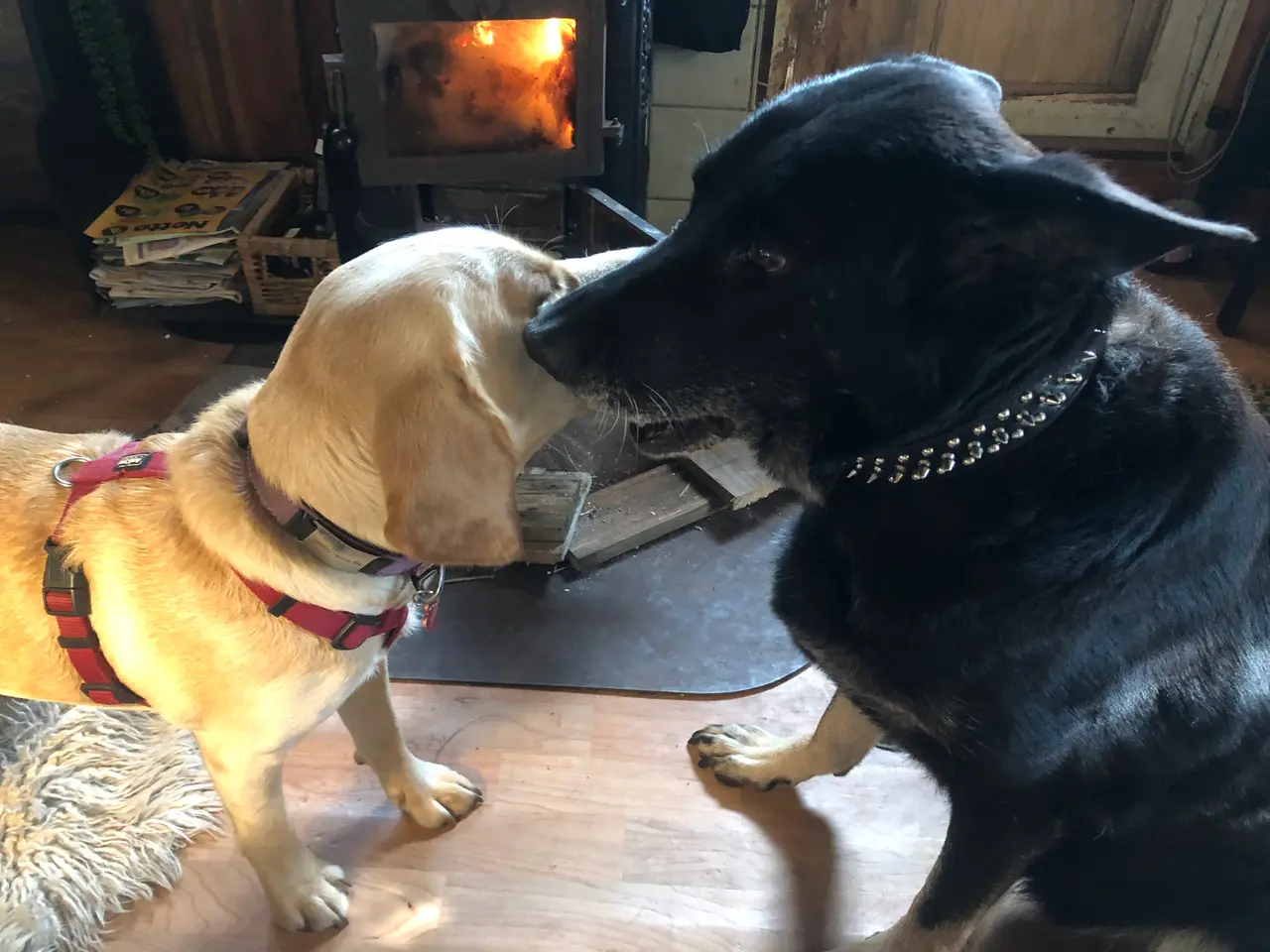 Billede 4 - Go hjem for din hund i ferien.