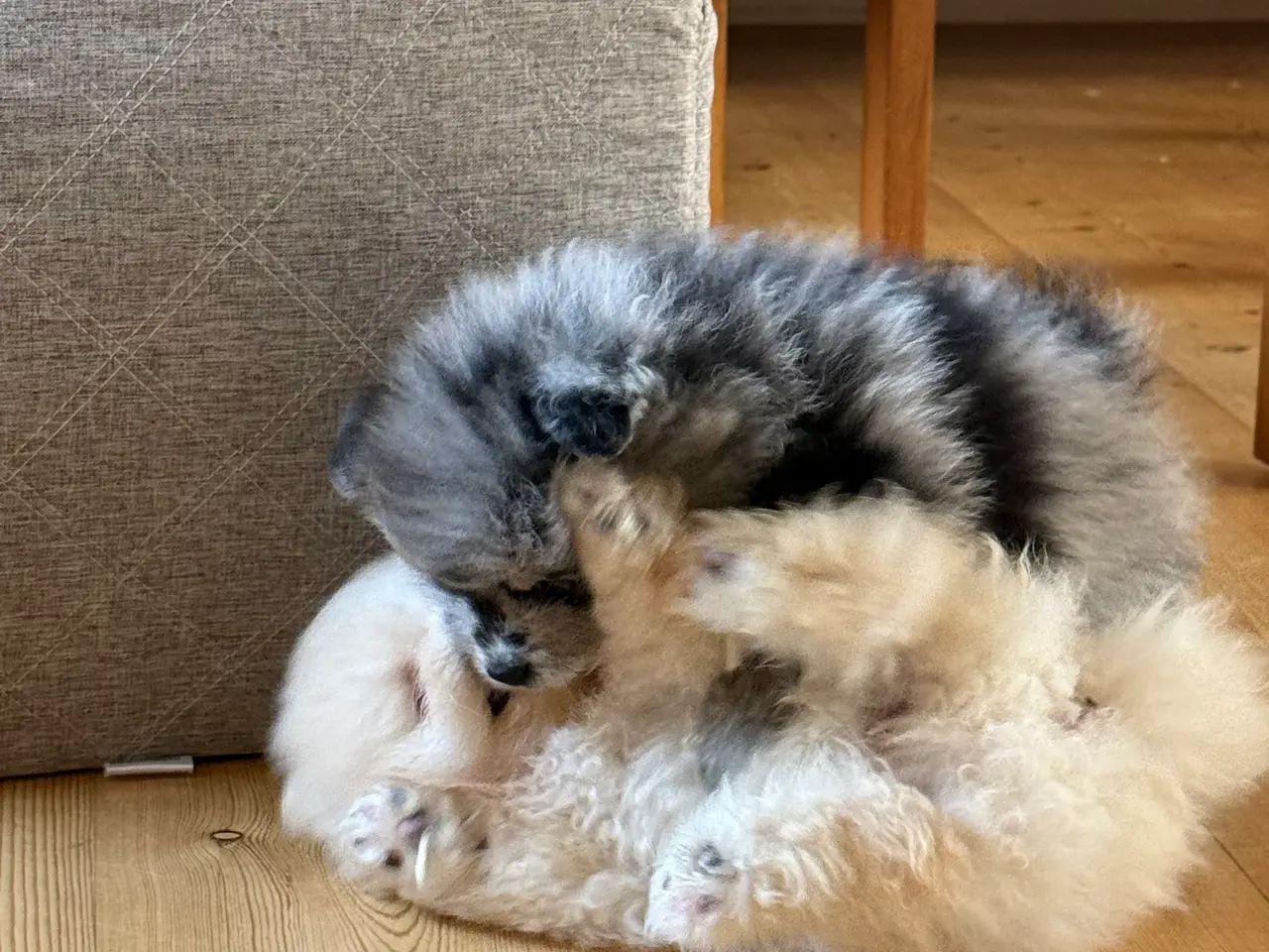 Billede 7 - Pomeranian hvalpe