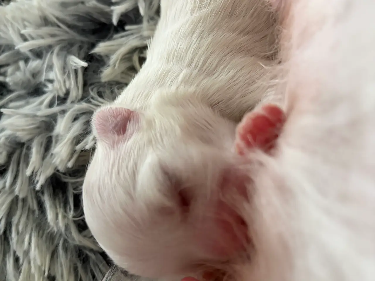 Billede 14 - Malteser hunde hvalpe