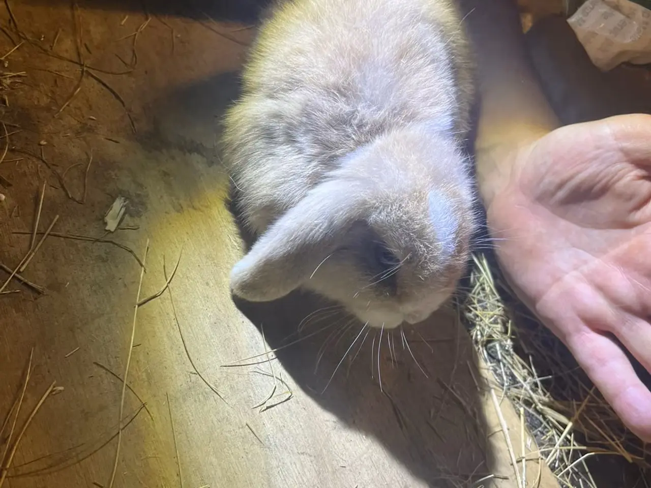Billede 1 - Miniloop søger nyt kærligt hjem <3