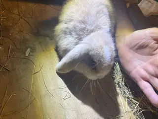 Miniloop søger nyt kærligt hjem <3