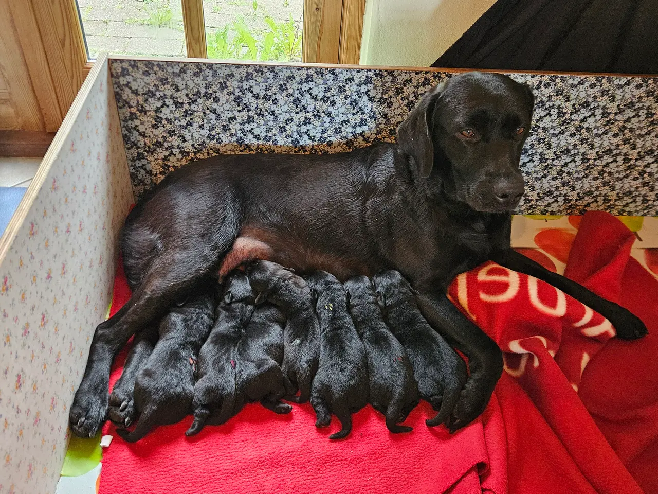 Billede 2 - Labrador F1, DKK reg