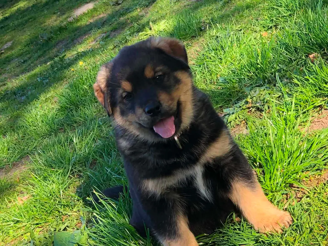 Billede 3 - ROTTWEILER/ALASKAN MALAMUT piger søger nye familie