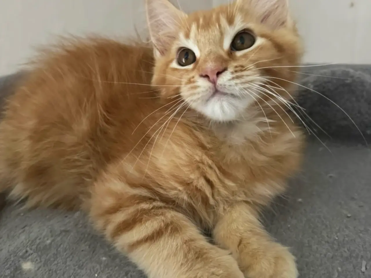 Billede 13 - Maine Coon hankilling