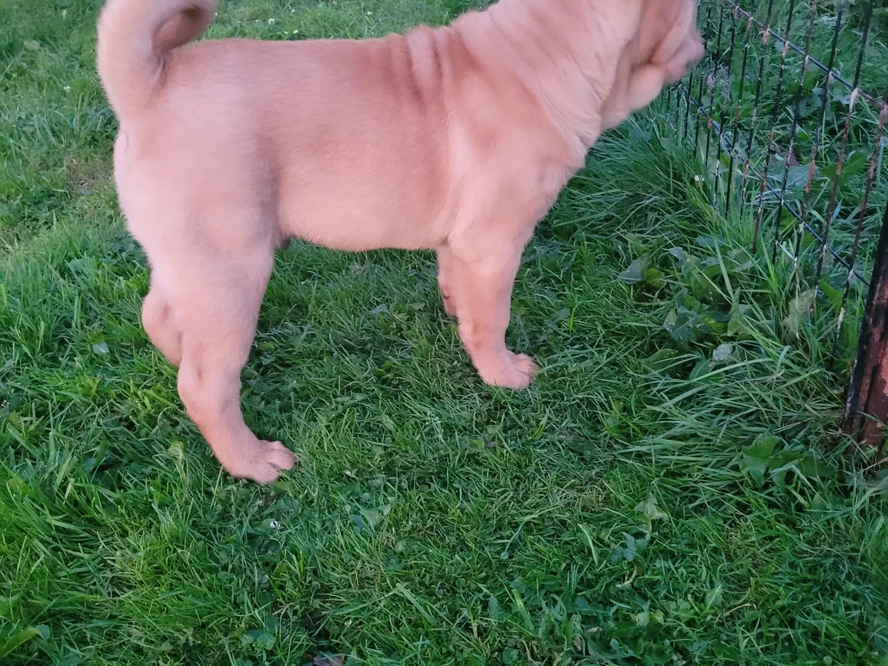 Billede 9 - Shar pei hvalpe