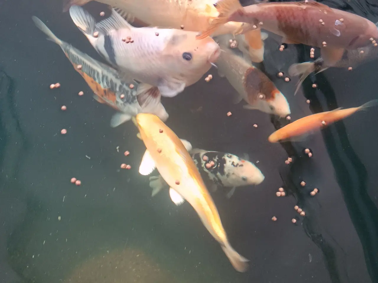 Billede 2 - Koi Karper