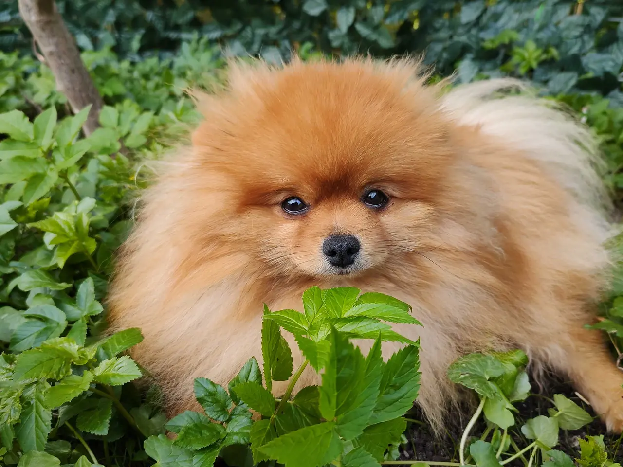 Billede 4 - Mini Pomeranian
