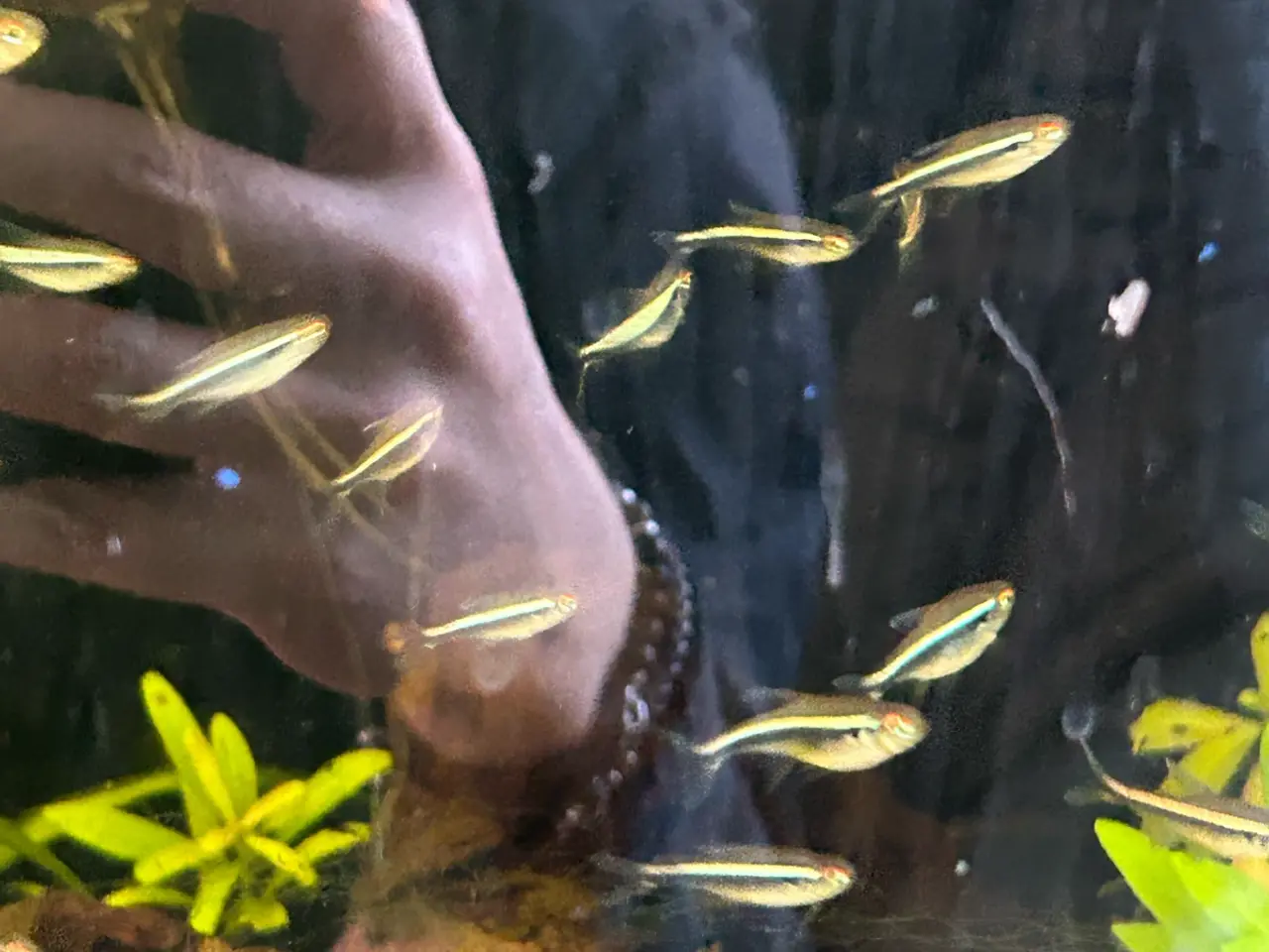 Billede 4 - 🐟🖤 Sorte neonfisk – flotte stimefisk