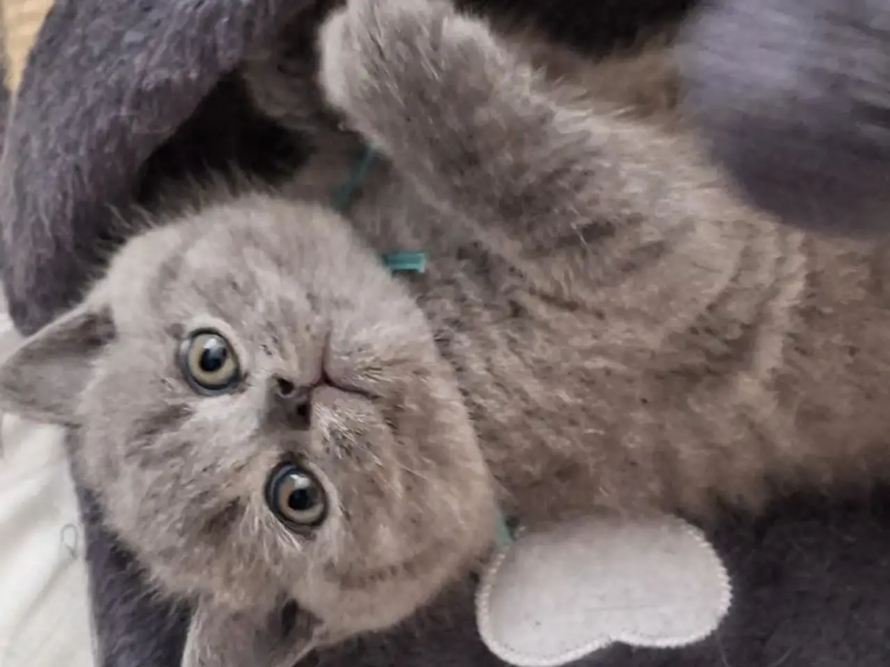 Billede 1 - British Shorthair Killing