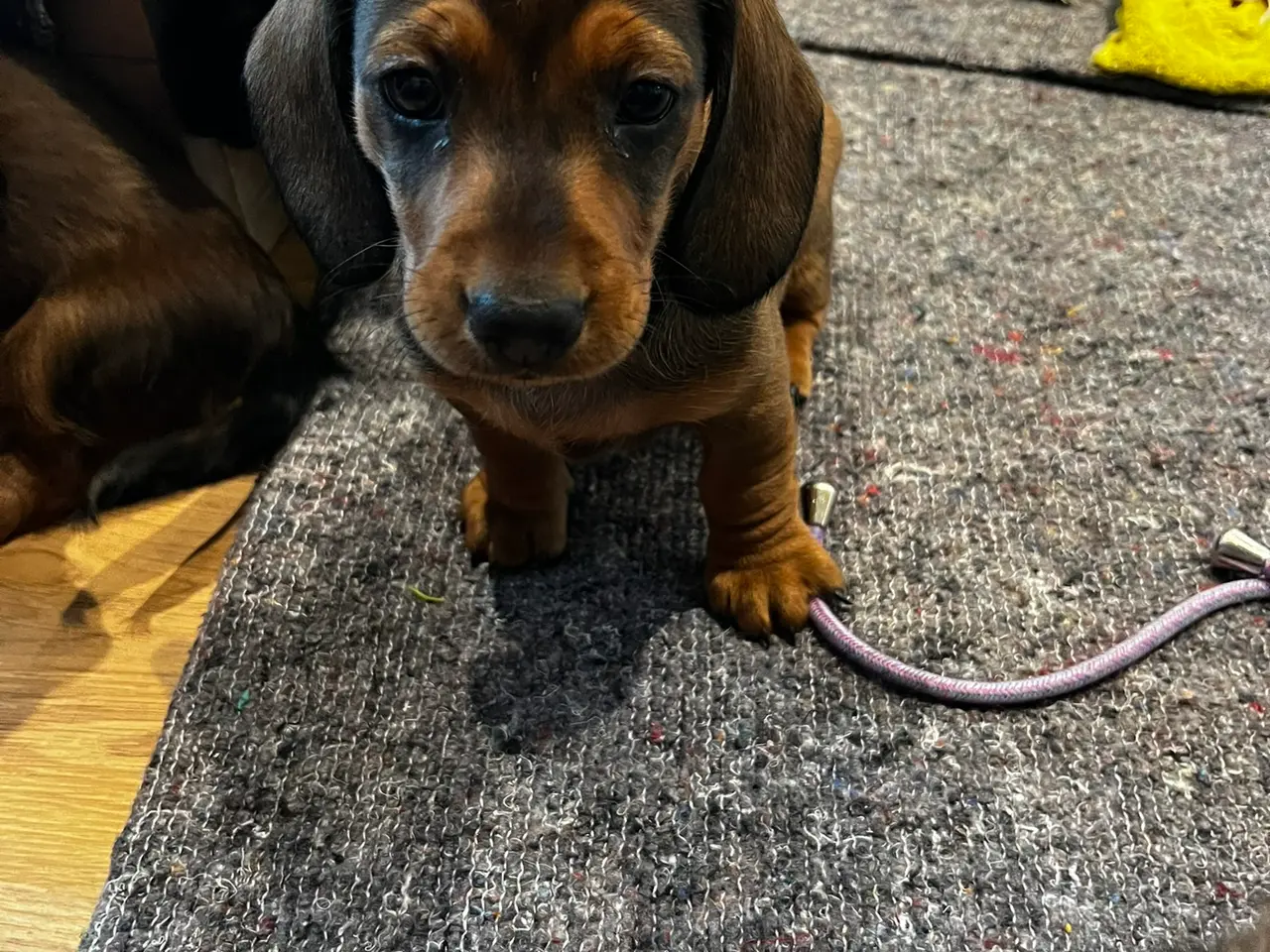 Billede 6 - Dværg gravhunde