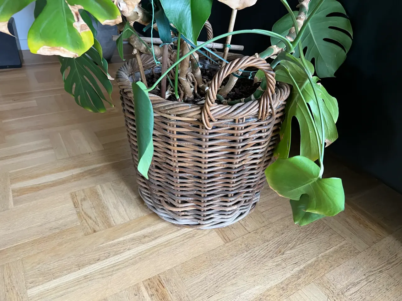 Billede 2 - Kæmpe monstera incl. flot kurv