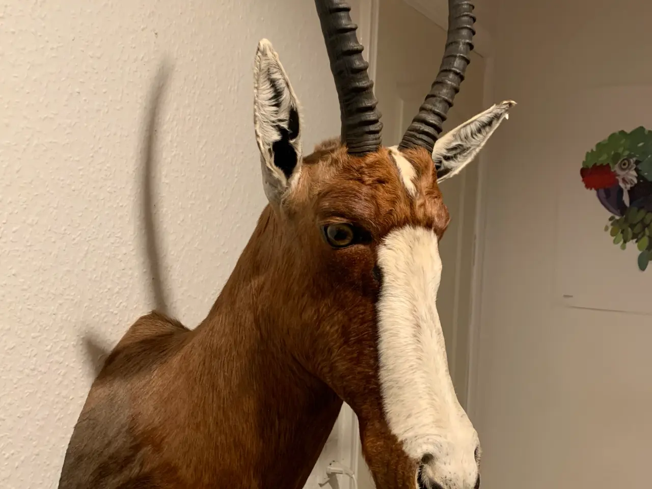 Billede 4 - Udstoppet Brun Blesbuck
