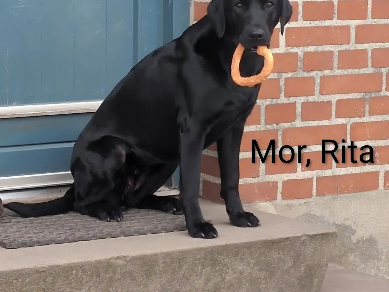 Billede 3 - Labrador/formel 1 hvalpe