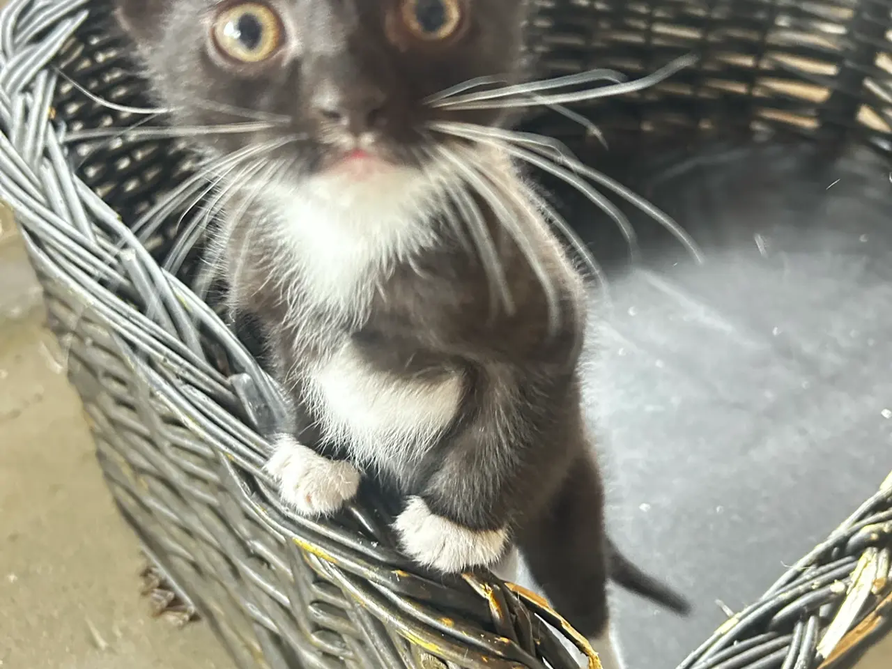 Billede 4 - Søde katte killinger søger hjem❤️