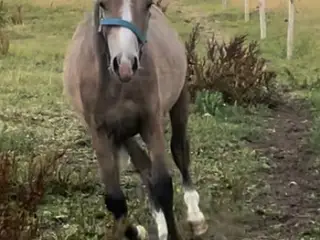 Connemare - pinto