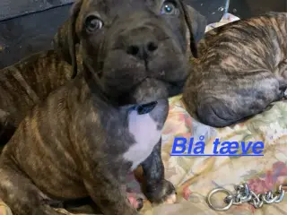 Presa canario / Cane Corso hvalpe