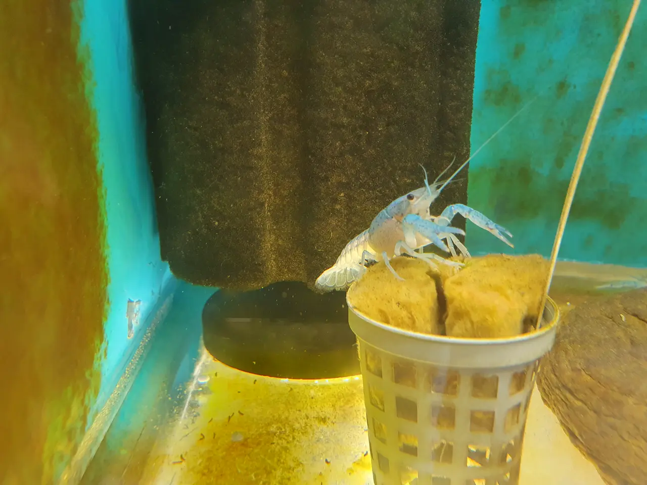 Billede 5 - 💙🦞 BLUE PEARL KREBS TIL SALG 🦞💙