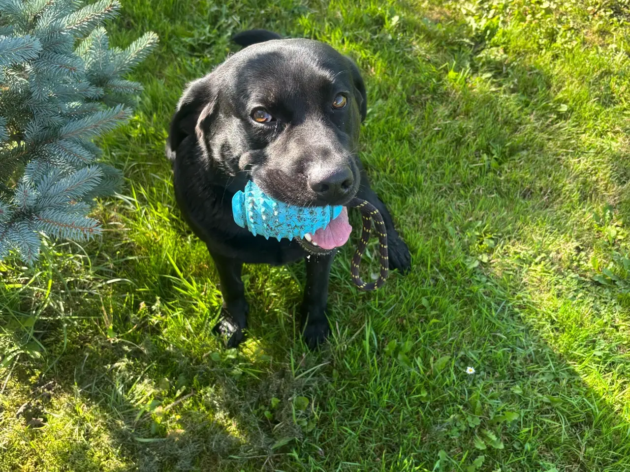Billede 6 - Super dejlig hanhund