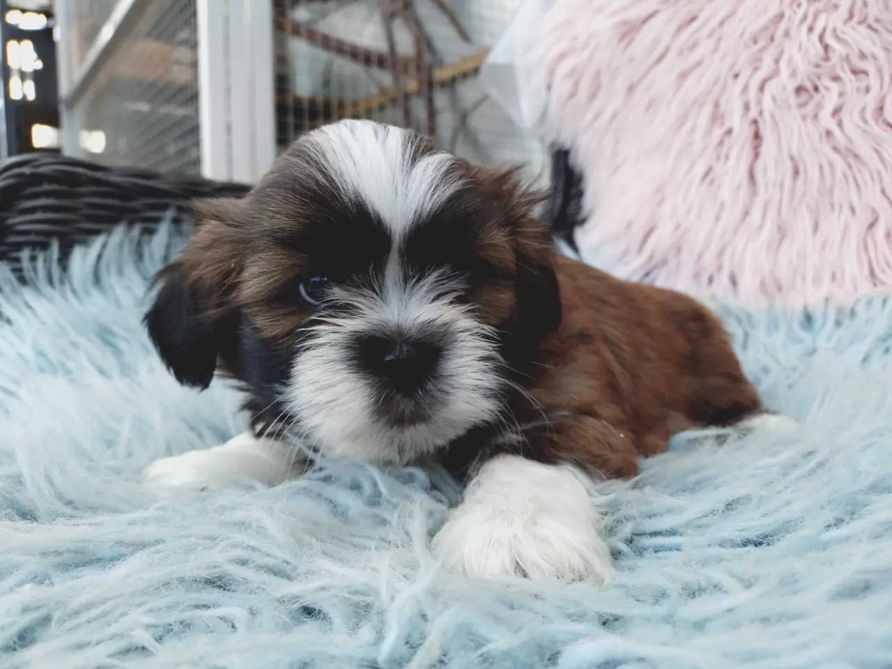 Billede 1 - Lhasa apso hvalpe med stambog