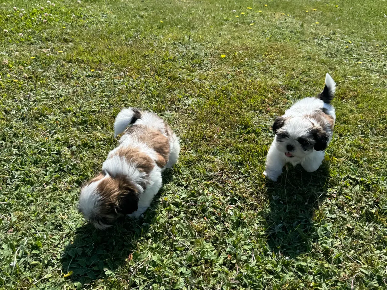 Billede 3 - Shih-Tzu hvalpe ægte