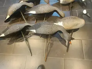 Lokkegæs