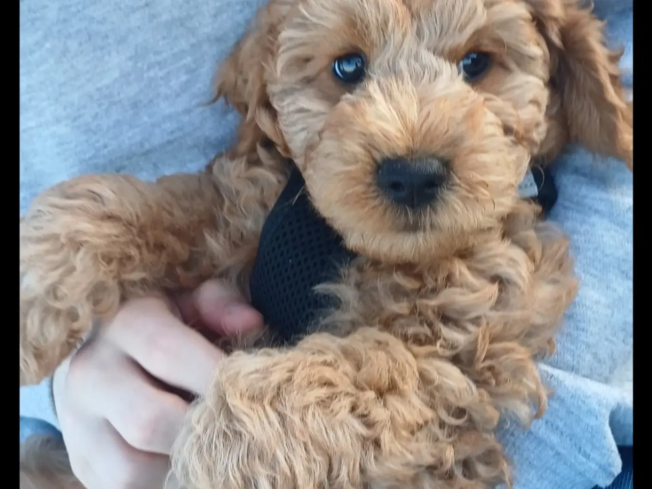 Billede 1 - Cockapoo hvalpe