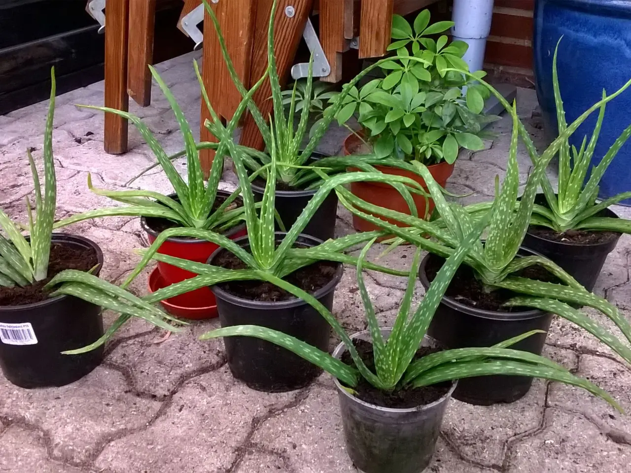 Billede 3 - Aloe Vera potteplanter