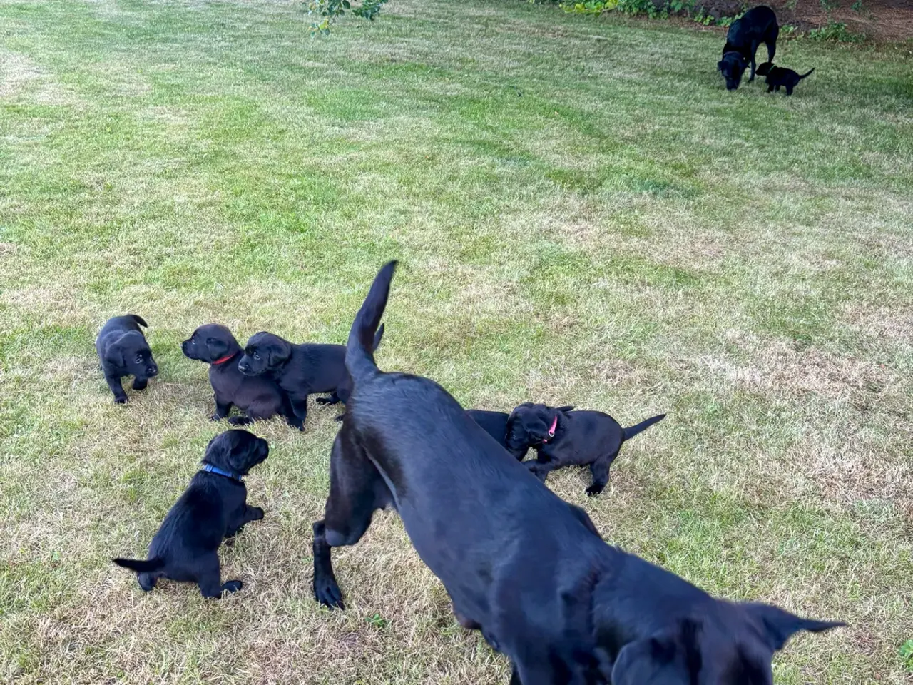 Billede 6 - Dejlige f1 labrador hvalpe