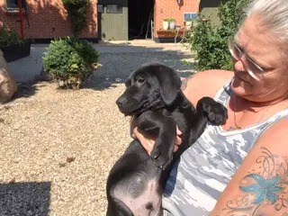 Labrador hvalpe sælges 