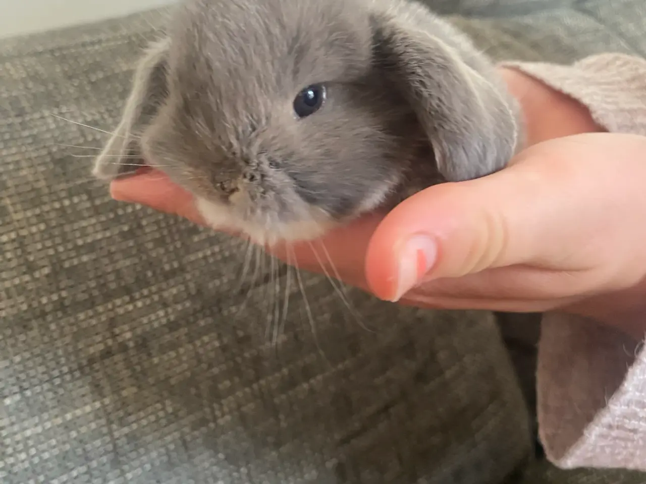 Billede 10 - Mini lop kanin unger