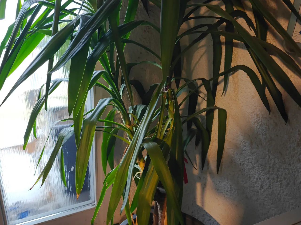 Billede 1 - Yucca palme 1.90cm høj