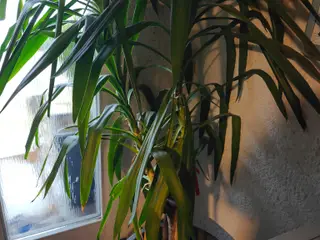 Yucca palme 1.90cm høj