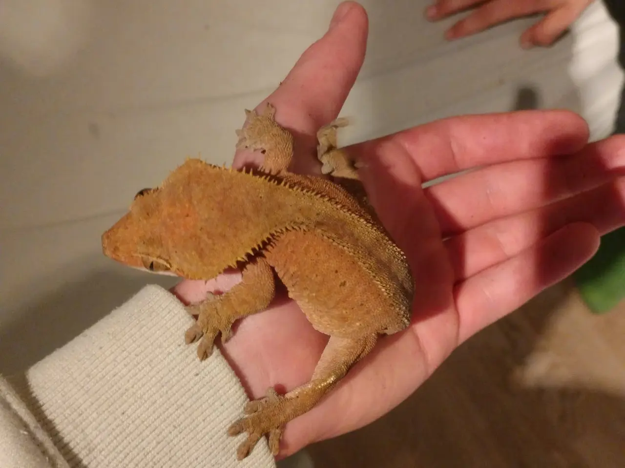 Billede 3 - Stort terrarium evt med gekkoer