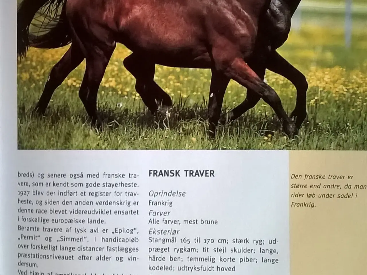 Billede 4 - Heste - Vore ædle venner