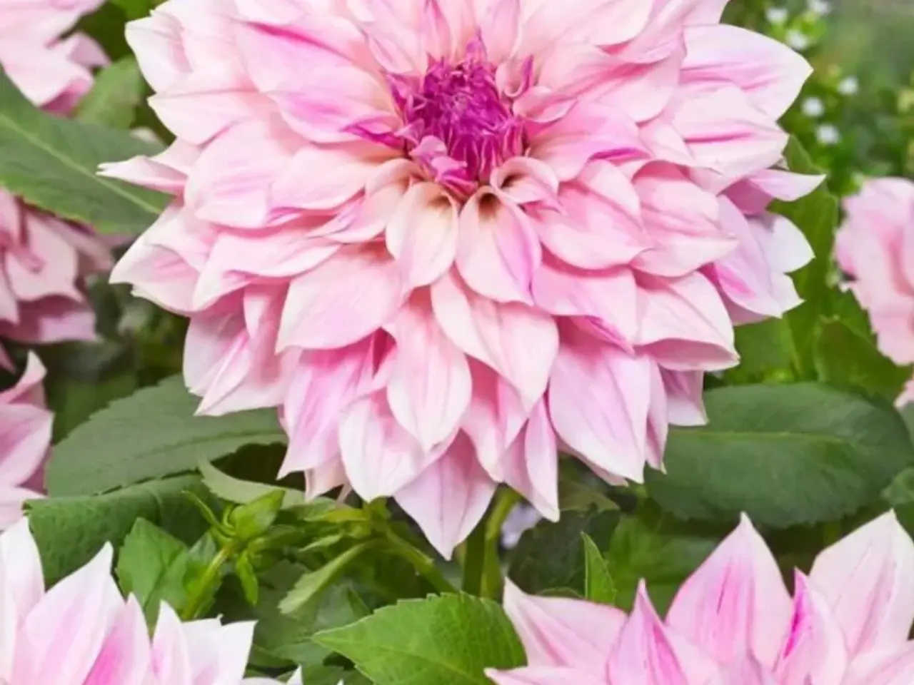Billede 1 - Dahlia Georginer