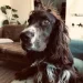 RasmusWPawsø